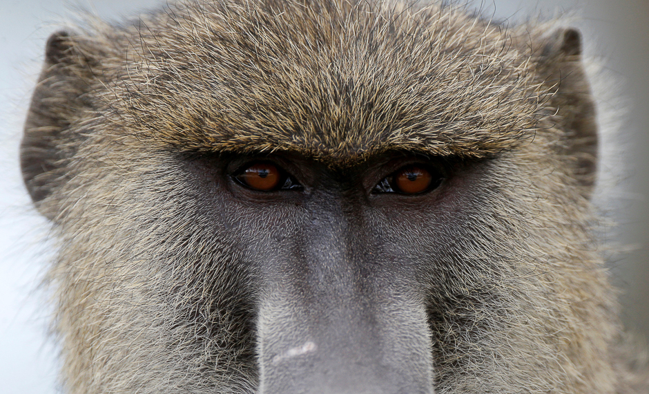A baboon looks at the road in Amboseli National Park, Kenya. PHOTO: REUTERS