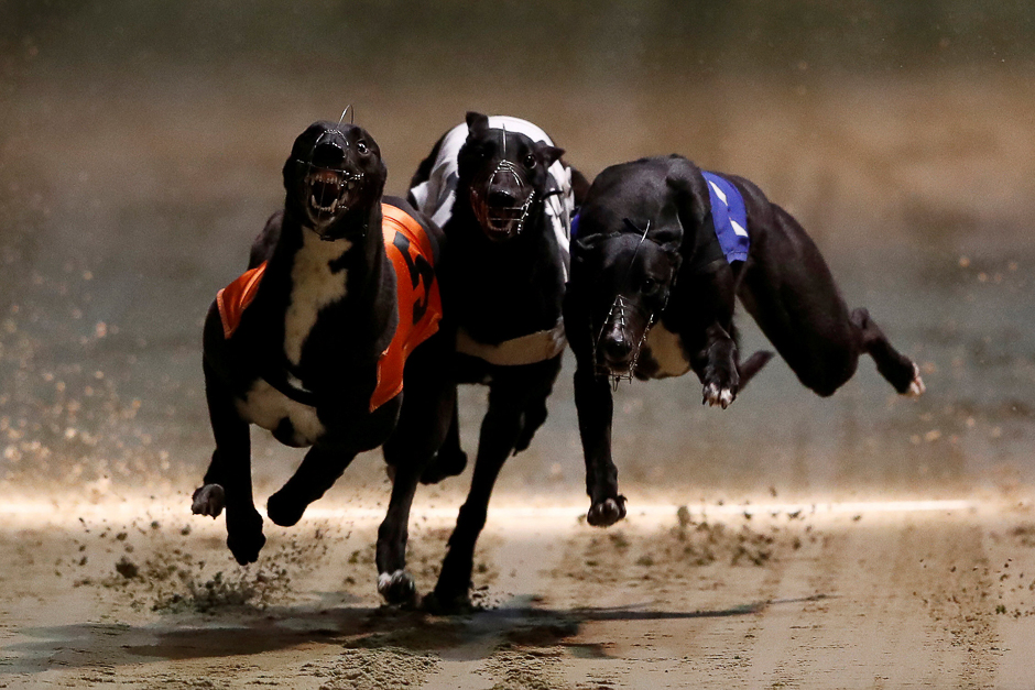 Greyhounds compete during a race at Wimbledon Stadium in London. PHOTO: REUTERS