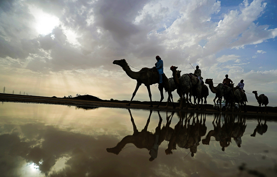 Racing camels are seen on their way to a training session following a raining day in Al-Ain near the United Arab Emirates-Oman border. PHOTO: AFP