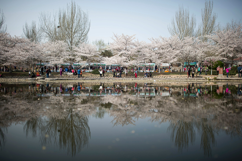 Visitors take pictures of the cherry blossoms at the Yuyuan Tan Park in Beijing. Thousands of Beijingers flock to the park during the one month season. PHOTO: AFP