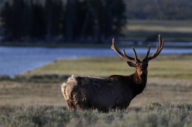 Nothing to fear â until now. An elk in Yellowstone National Park. PHOTO: REUTERS