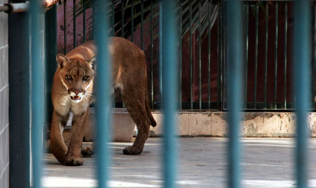 The son of the contractor who manages the zoo said they recently acquired a pair of pumas and hope to get more animals once the Karachi Zoo begins upgrading its facilities. PHOTO: ATHAR KHAN/EXPRESS