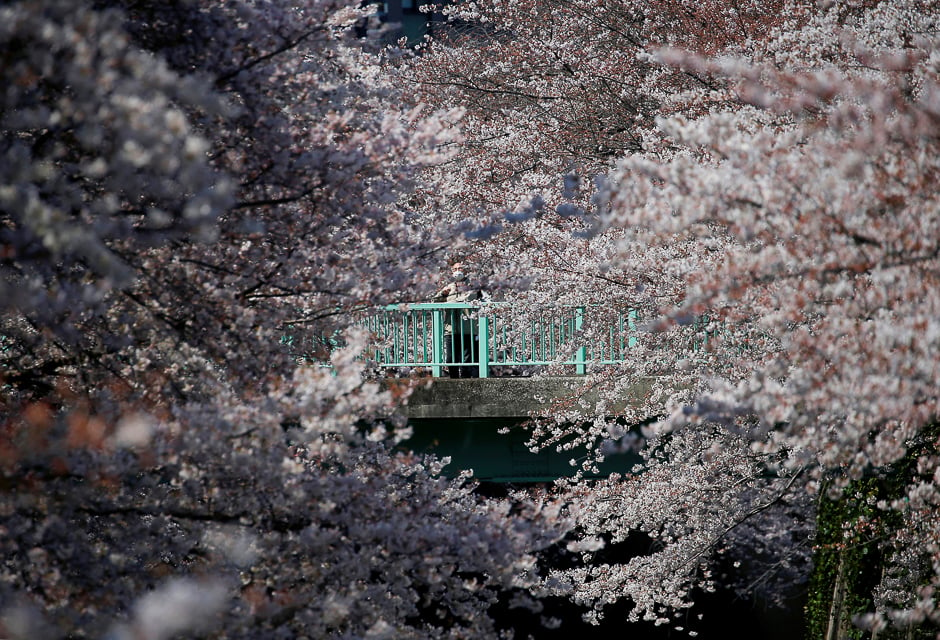 A man looks at cherry blossoms in almost full bloom in Tokyo, Japan. PHOTO: REUTERS