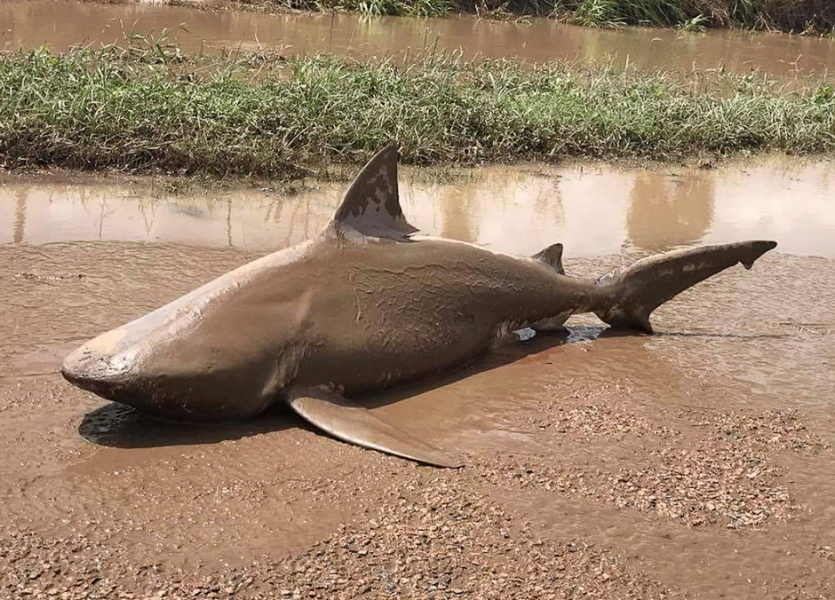 An undated supplied image shows a bull shark that was found in a puddle near the town of Ayr, located south of Townsville, following flooding in the area from heavy rains associated with Cyclone Debbie in Australia. PHOTO: REUTERS