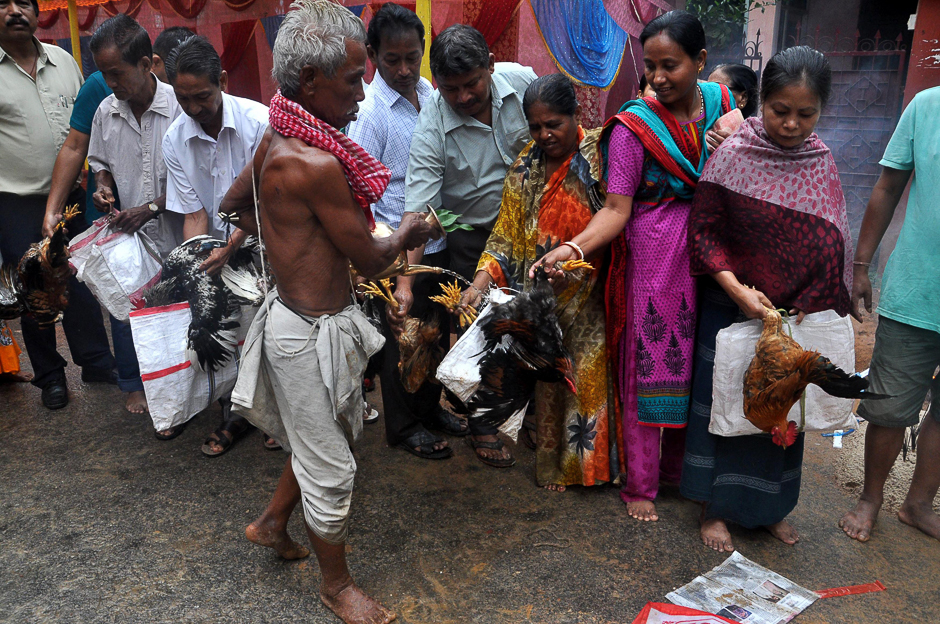 An Indian Hindu priest sprinkles holy water on chickens that devotees have brought to be sacrificed during a ritual at the altar of the tribal deity 