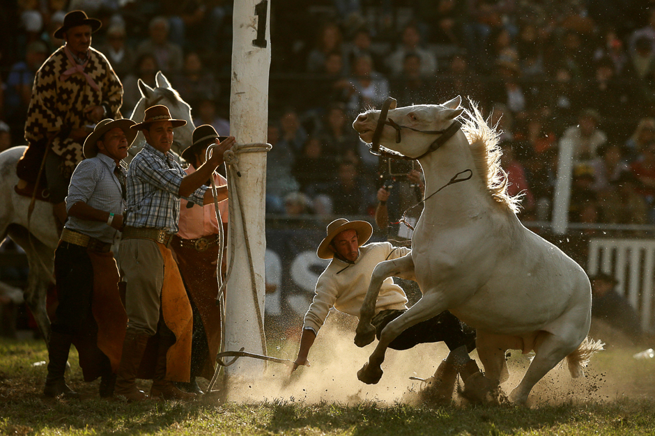 A gaucho is unseated by an unbroken or untamed horse during Creole week celebrations in Montevideo, Uruguay. PHOTO: REUTERS