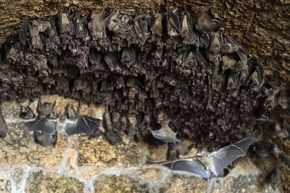 Fruit bats gather inside a cave in the Israeli Mediterranean town of Caesarea, during the renovations of the ancient harbour. PHOTO: AFP