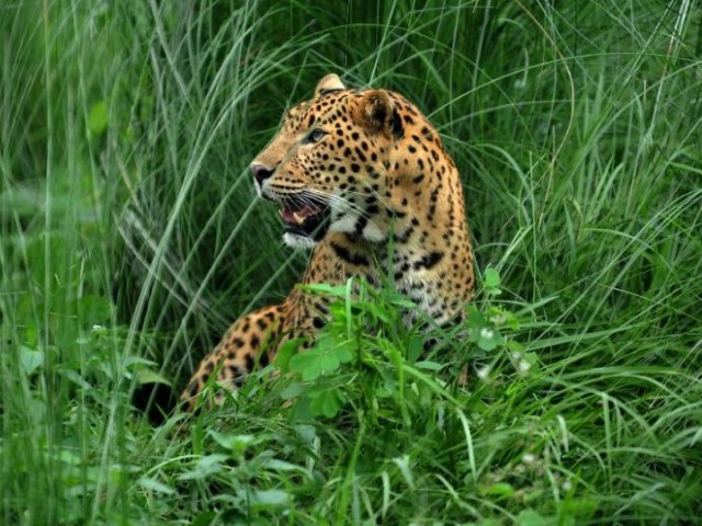 A leopard joins birds, stray cattle and dogs on the list of animals that have disrupted flights at Kathmandu aiport. PHOTO: AFP