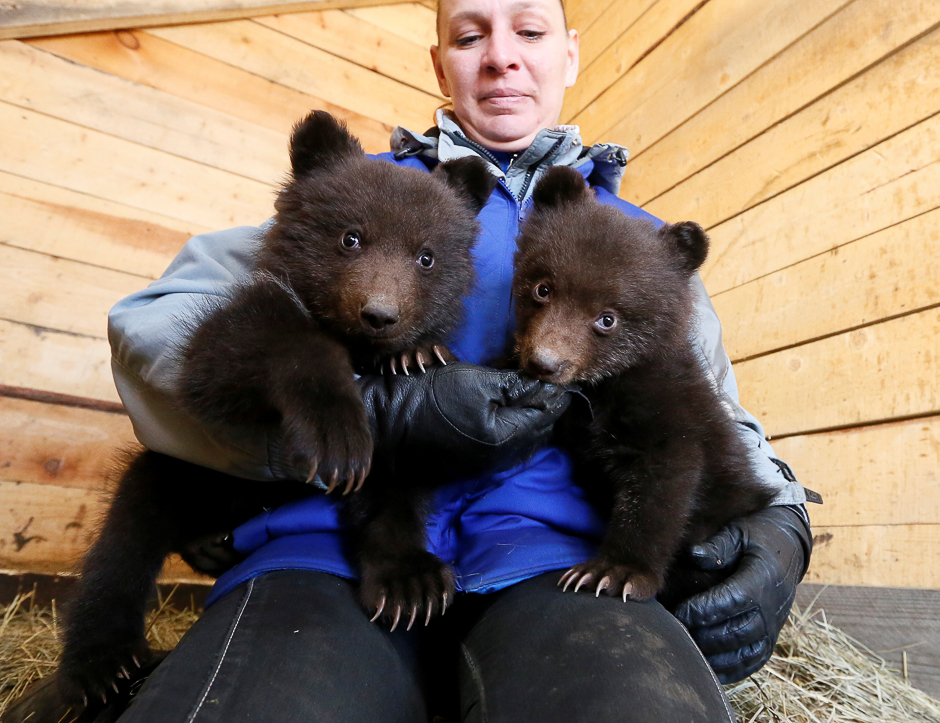 An employee of the Brave Heart private horse club plays with orphaned brown bear cubs who temporarily live there, after their mother has been found killed by poachers in Taiga forest, in a suburb of Krasnoyarsk, Siberia, Russia. PHOTO: REUTERS