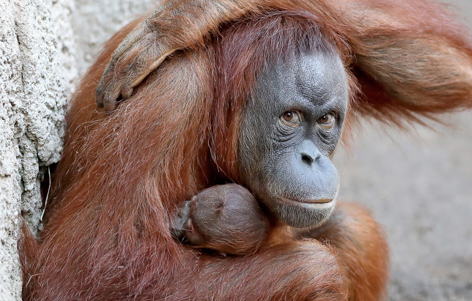 Orang-utan mother Raja holds her baby at the zoo in Leipzig, eastern Germany. The baby was born at the zoo. PHOTO: AFP
