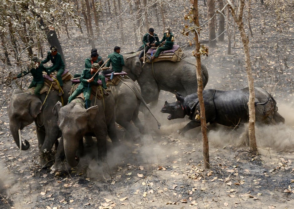 A relocated rhino charges a Nepalese forestry and technical team after being released as part of a relocation project in Chitwan National Park some of 250 Kilometre South of Kathmandu. PHOTO: AFP
