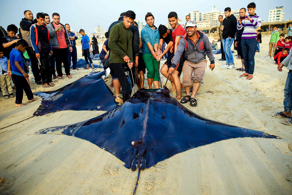 Palestinian fishermen pull out a catch of stingrays onto a beach overlooking the Mediterranean sea, in Gaza City. PHOTO: AFP