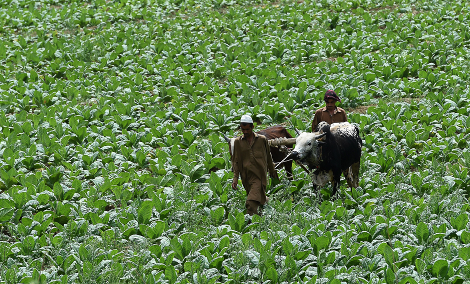 Pakistani farmers walk bulls through a tobacco field in Mardan. PHOTO: AFP