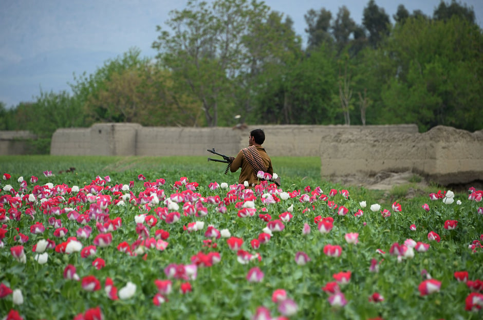 An Afghan security personnel stands guard as others destroy an illegal poppy crop in the Surkh Rod district of eastern Nangarhar province. PHOTO: AFP