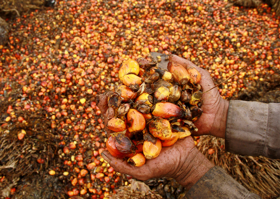 A worker shows palm oil fruits at palm oil plantation in Topoyo village in Mamuju, Indonesia, Sulawesi Island. PHOTO: REUTERS