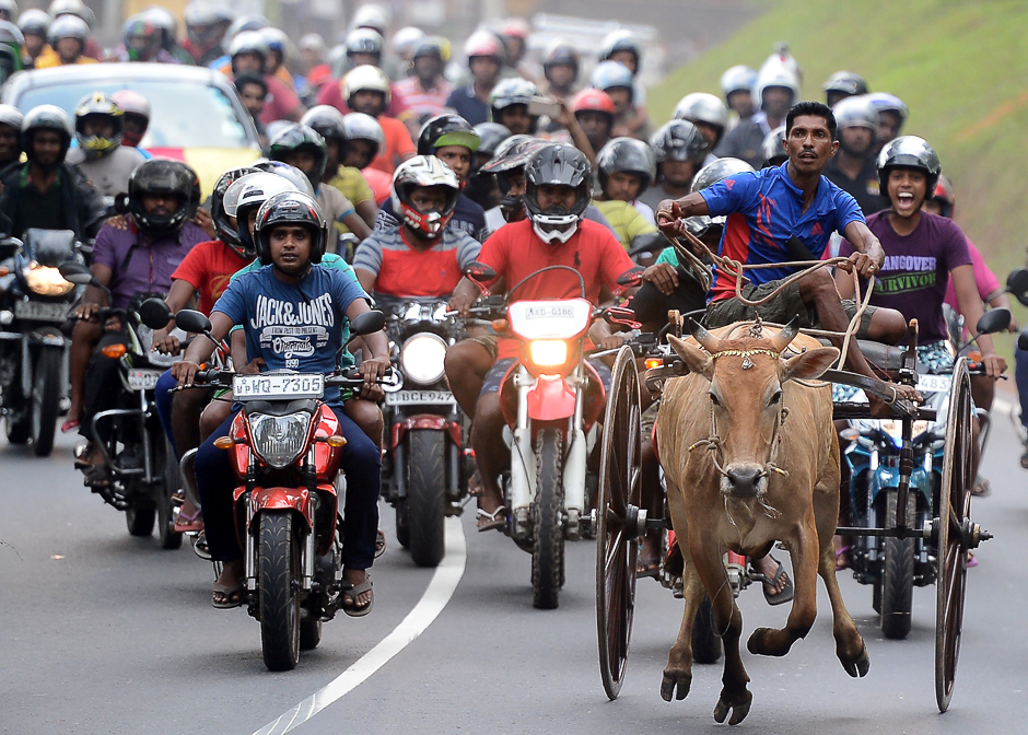 Sri Lankan participants control their bulls during a traditional cart race to mark the Sri Lanka National New Year in Homagama near Colombo. PHOTO: REUTERS
