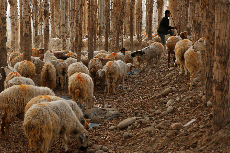 A man herds sheep outside the village of Jiya near Hotan, Xinjiang Uighur Autonomous Region, China. PHOTO: REUTERS