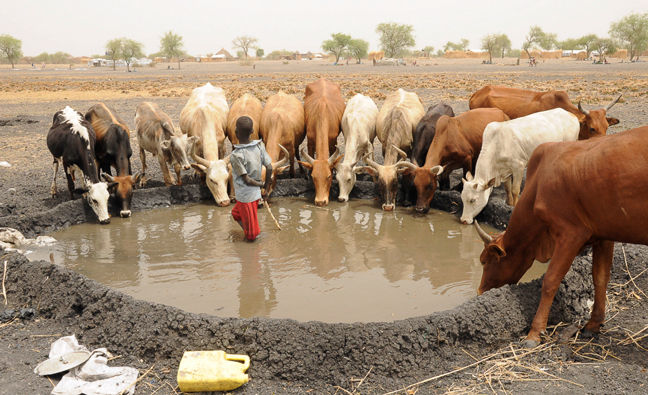 An internally displaced boy looks on as his family cattle drinks water at a camp near Kodok, in the north-eastern South Sudanese state of Western Nile. PHOTO: REUTERS