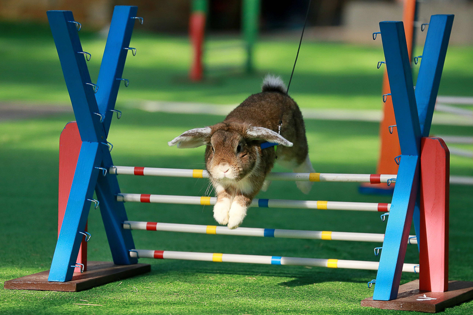 A rabbit jumps over an obstacle during a rabbit track and field competition on the sidelines of a hunting exhibition in Kromeriz, about 60 km east of Prague. PHOTO: AFP
