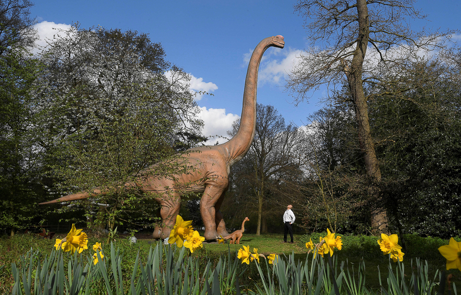 A man views an animatronic life-size dinosaur ahead of an interactive exhibition, Jurassic Kingdom, at Osterley Park in west London, Britain. PHOTO: REUTERS
