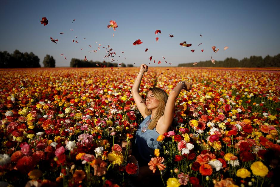 A woman poses for a photographer in a buttercup flower field near Kibbutz Nir Yitzhak in southern Israel, just outside the Gaza Strip. PHOTO: REUTERS