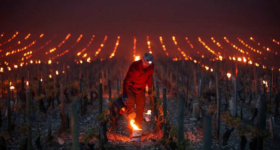 Workers and wine growers light heaters early in the morning, to protect vineyards from frost damage outside Chablis, France. PHOTO: REUTERS