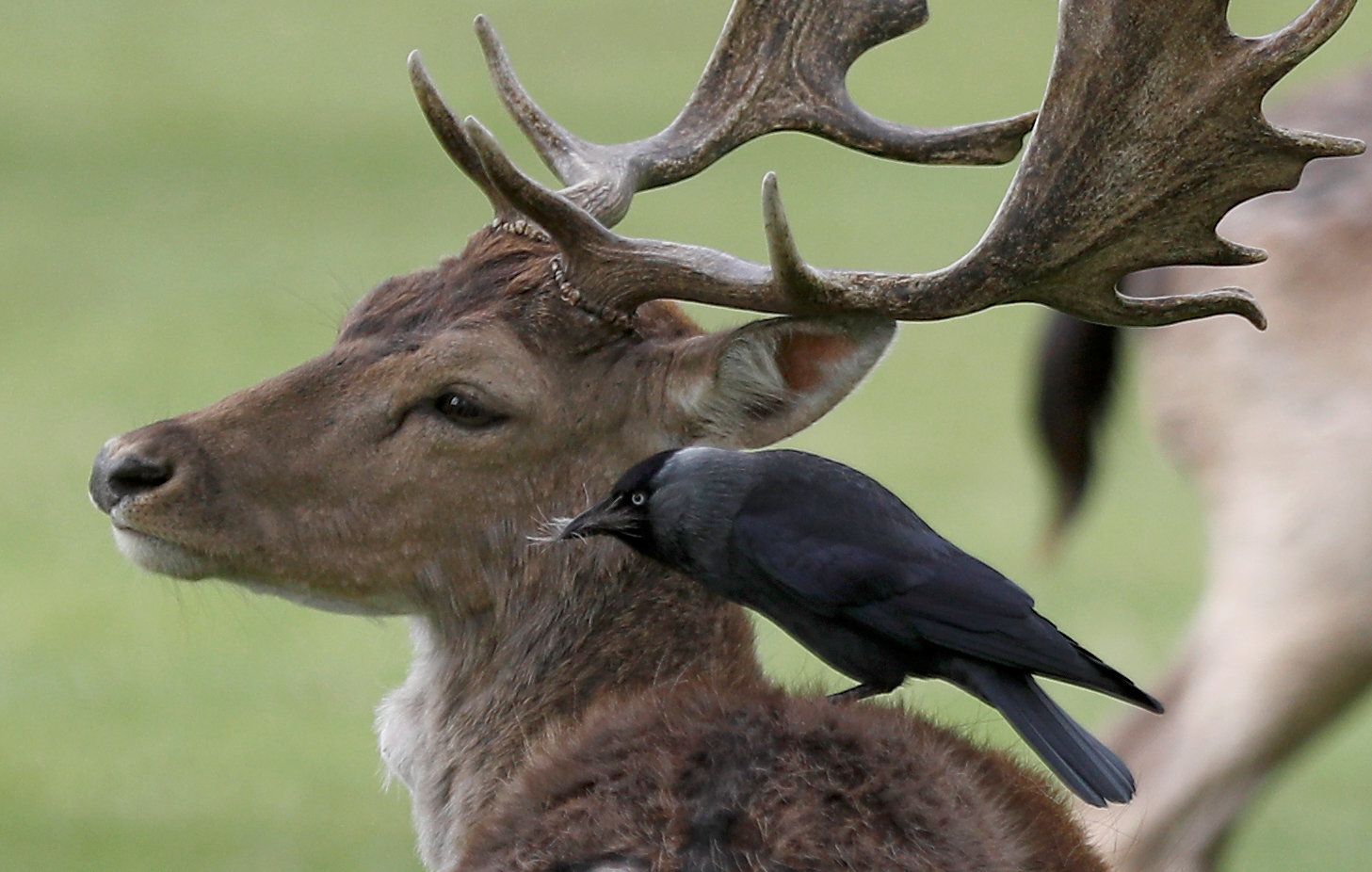 A bird sits and pulls fur from the back of a deer in Bushy Park, in London, Britain. PHOTO: REUTERS