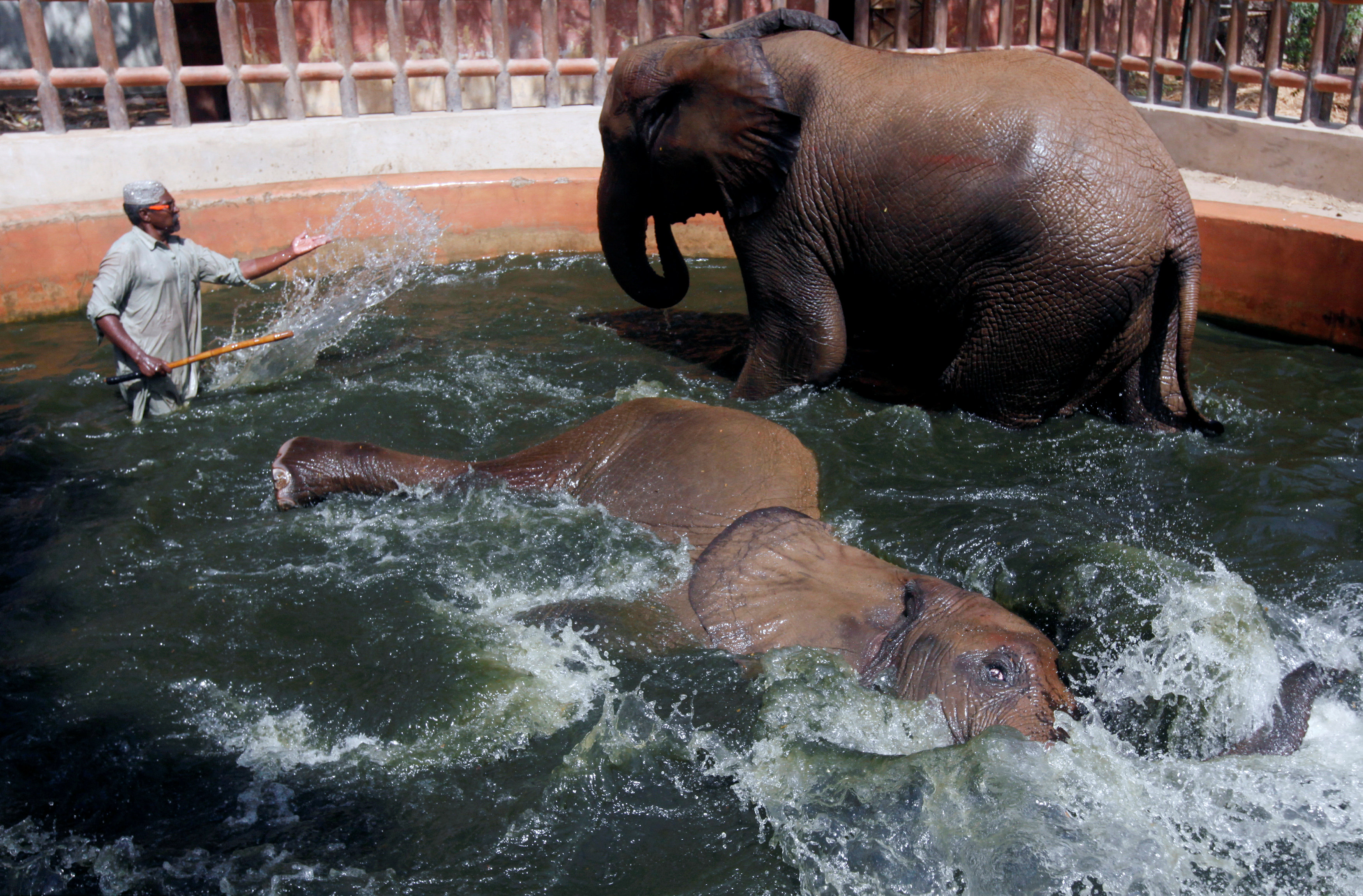 Zoo keeper Samiullah, 45, gives a bath to 11-year-old elephant Madhubala (top) and 10-year-old Malka, in their enclosure in Zoological Garden in Karachi, Pakistan. PHOTO