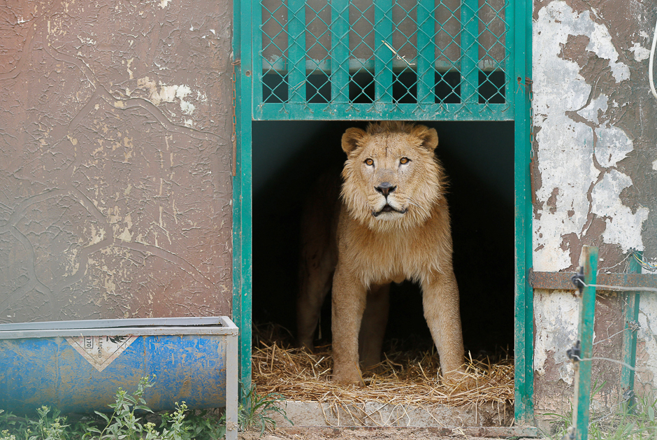 Simba the lion, one of two surviving animals in Mosul's zoo, along with Lola the bear, is seen at an enclosure in the shelter after arriving to an animal rehabilitation shelter in Jordan. PHOTO: REUTERS