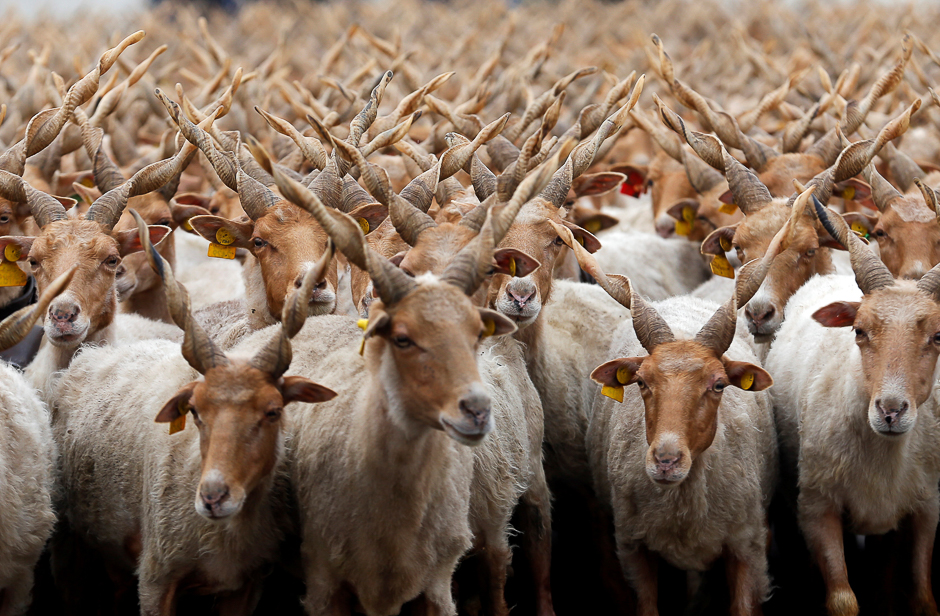 Racka sheep are seen during celebrations for the start of the new grazing season in the Great Hungarian Plain in Hortobagy, Hungary. PHOTO: REUTERS