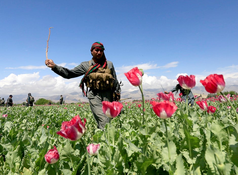 An Afghan policeman destroys poppies during a campaign against narcotics in Jalalabad province, Afghanistan. PHOTO: REUTERS