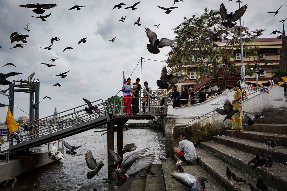 Burmese migrants feed and watch pigeons on the pier of Wat Rakhang temple in Bangkok. PHOTO: REUTERS