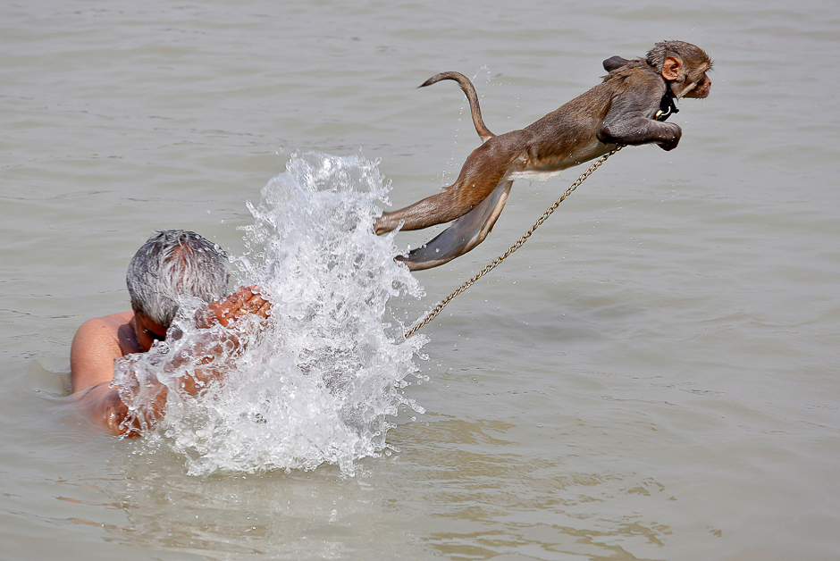 Ramu, a pet monkey, jumps as his handler bathes in the waters of the Ganges River, on a hot summer day, in Kolkata, India. PHOTO: REUTERS