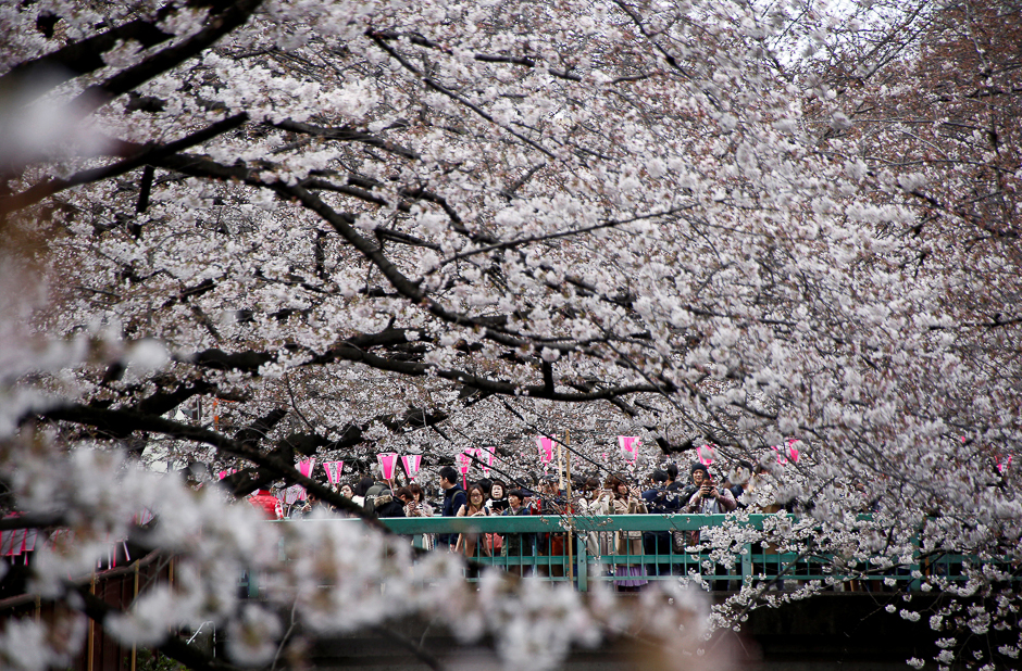 People look at blooming cherry blossoms in Tokyo, Japan April. PHOTO: REUTERS