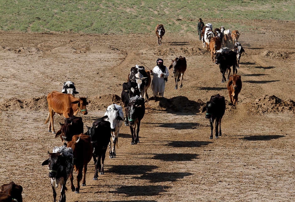 A man herds his cattle in a field in Swabi, Pakistan. PHOTO: REUTERS