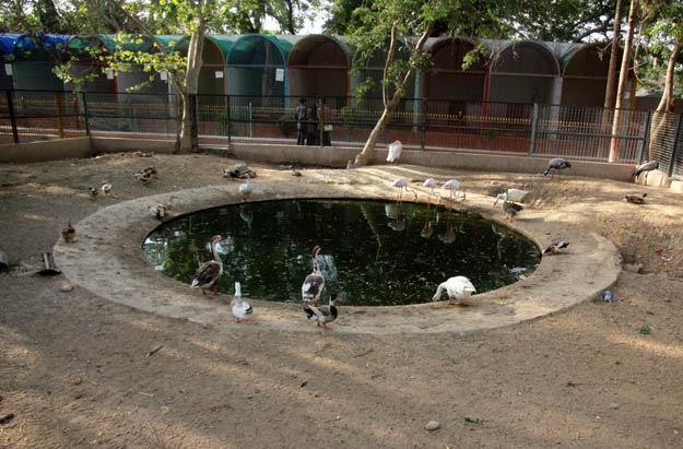 Many animals at the zoo are living in filth but zoo officials claim everything is fine. PHOTO: ATHAR KHAN/EXPRESS