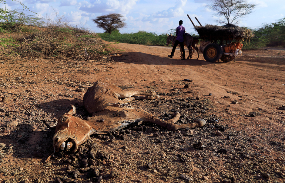 An internally displaced man from drought hit area wheels his cart as he past a dead donkey near a makeshift settlement in Dollow, Somalia. PHOTO: REUTERS