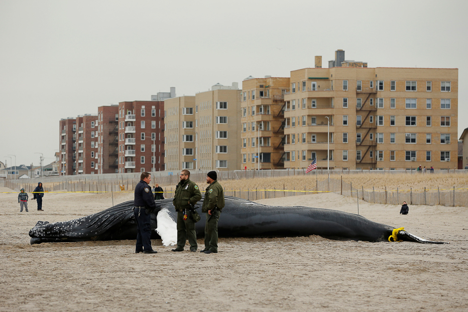 Law enforcement personnel stand next to a dead humpback whale that had washed up in New York, US. PHOTO: REUTERS