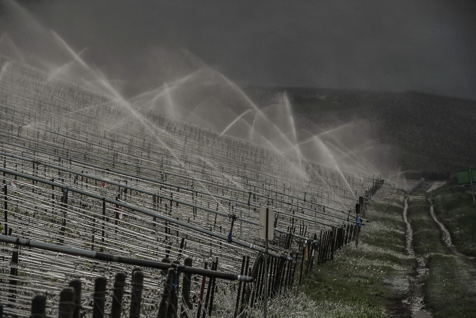 This picture shows water being sprayed on a Chablis vineyard to protect it against freeze in Chablis near Auxerre, northern France, as the frost damaged part of French wineyards and orchards. PHOTO: AFP