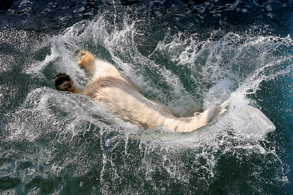 Aurora, a seven-year-old female polar bear, jumps into a swimming pool, which was recently filled with water after the winter season, at the Royev Ruchey zoo in a suburb of the Siberian city of Krasnoyarsk, Russia. PHOTO: REUTERS