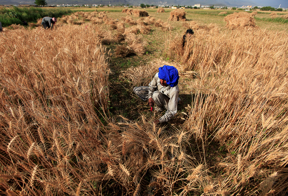 A farmer harvests wheat at a field on the outskirts of Islamabad, Pakistan. PHOTO: REUTERS