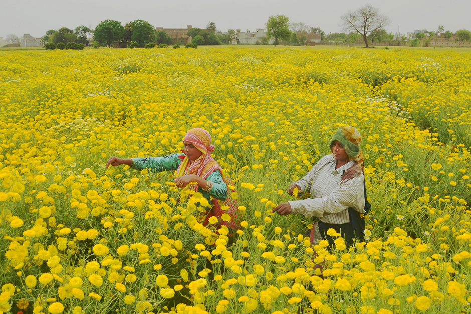 Indian labourers pick golden marguerite, or yellow chamomile, flowers in a field on the outskirts of Amritsar. PHOTO: AFP