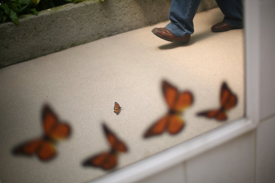 A Monarch butterfly (C) is seen reflected in a mirror as it rests on the ground during the official Inauguration of the month of the Monarch butterfly at Chapultepec Zoo in Mexico City, Mexico. PHOTO: REUTERS