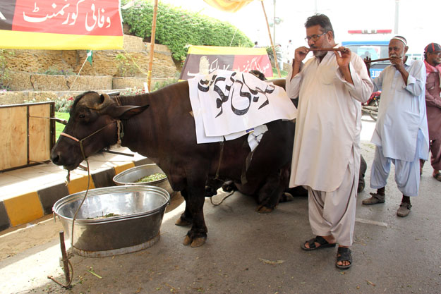 Protesters outside the K-Electric office brought bulls, naming them 'K-Electic', ;Federal Government' and 'Provincial Government' and played music to them. PHOTO: AYESHA MIR/EXPRESS
