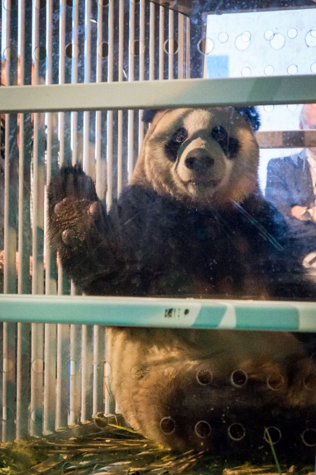 Female panda Wu Wen's name means 'Beautiful Powerful Cloud'. PHOTO: AFP