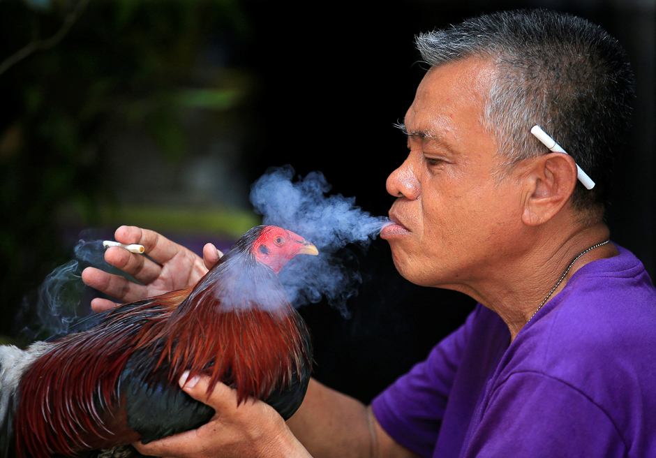 A man blows cigarette smoke on his fighting cock at the backyard of his house in Paranaque city, metro Manila, Philippines. PHOTO: REUTERS