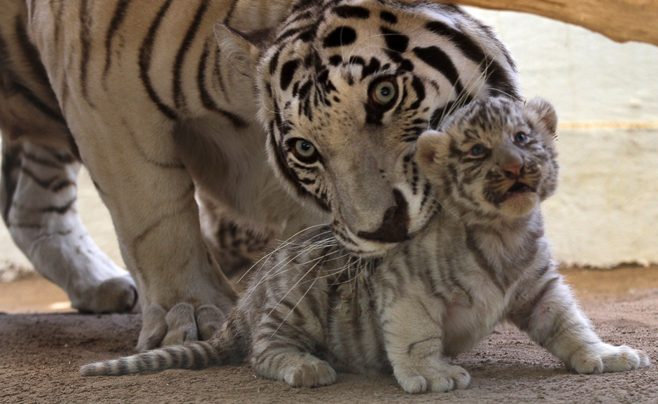 One of two rare white tiger cubs is seen with its mother Sascha at the San Jorge Zoo in Ciudad Juarez, Chihuahua, Mexico. PHOTO: AFP