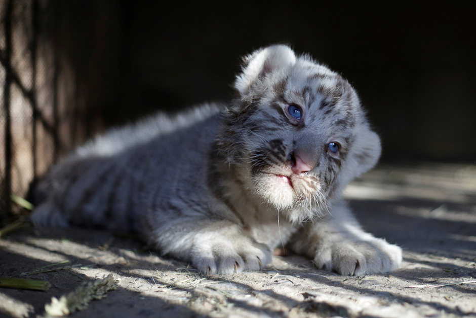 A newborn white Siberian tiger cub is pictured in its enclosure at San Jorge zoo in Ciudad Juarez, Mexico. PHOTO: REUTERS