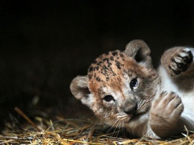 Lahore Zoo Director says captive breeding had led to the birth of 13 lion cubs and so many others during 2015-16. PHOTO: AFP/FILE