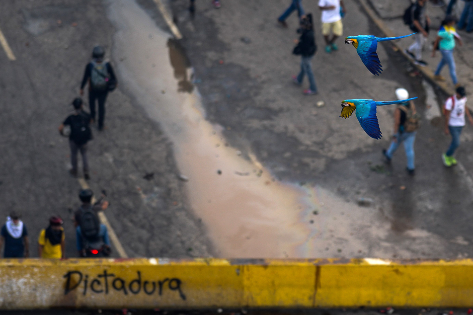 Two hyacinth macaws fly over clashes between opposition activists and riot police during a demostration against Venezuelan President Nicolas Maduro in Caracas. PHOTO: AFP